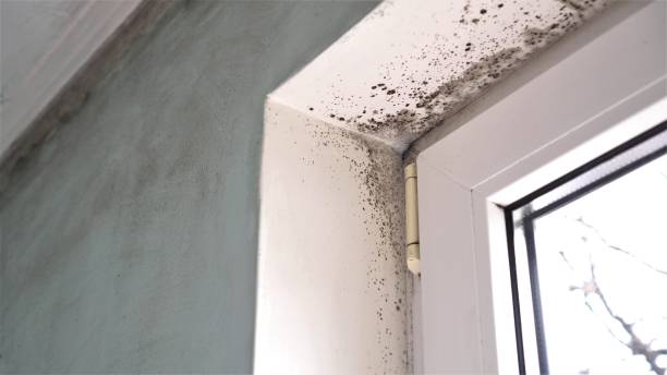 Professional Mold Removal in Fort Mitchell, KY