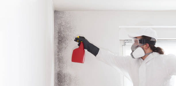 Mold Testing and Removal in Fort Mitchell, KY