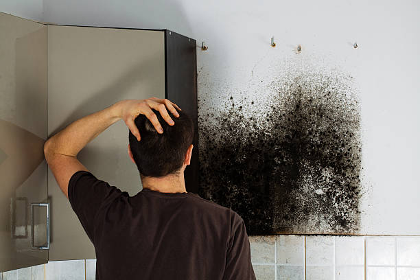 Certified Mold Removal in Fort Mitchell, KY